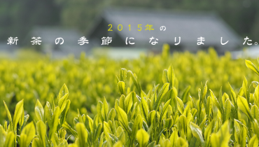 2015年の新茶の季節になりました。